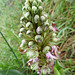 Orchidea spontanea: Barlia Robertiana