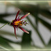 Passiflora 'SunFire' (2)