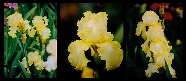Iris Lemon Brocade