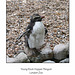 Young Rock Hopper Penguin - London Zoo - 21.8.2008