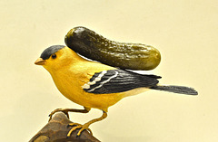 A Rare Sighting of an American Goldfinch Carrying the Burden of a Gherkin on It's Back