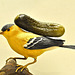 A Rare Sighting of an American Goldfinch Carrying the Burden of a Gherkin on It's Back