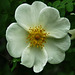 White garden rose