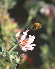 Brimstone Lotus - Bummble Bee