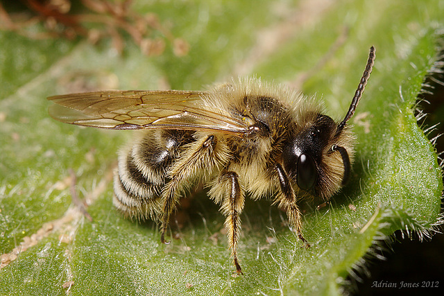 Andrena flavipes male