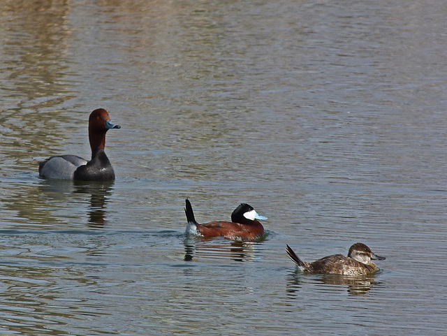 Redhead male and Ruddy Duck pair