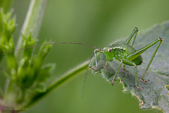 Speckled Bush Cricket Nymph.