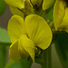 Golden Bean / Thermopsis rhombifolia