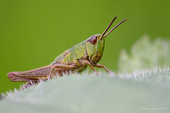grasshopper_001