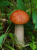 Aspen Bolete mushroom