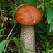Aspen Bolete mushroom