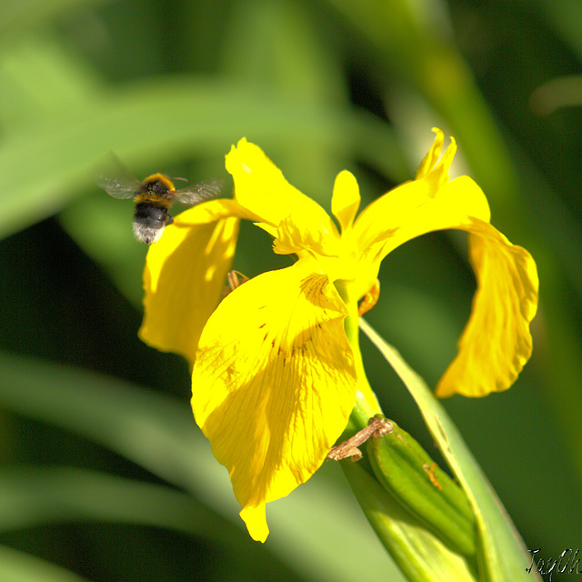 Flag Iris and Bumble Bee