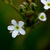 Tiny Pygmy-flower