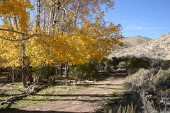 Aspens & Desert