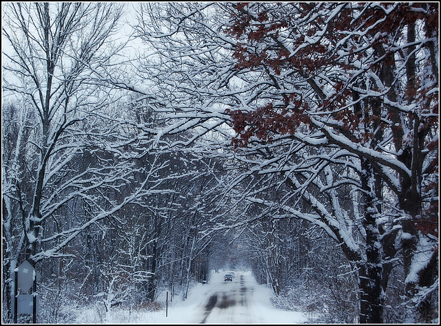 Winter trees *