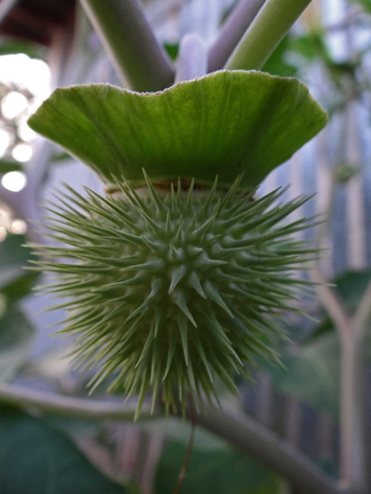 Next years Moonflowers are seeds in this unripened pod