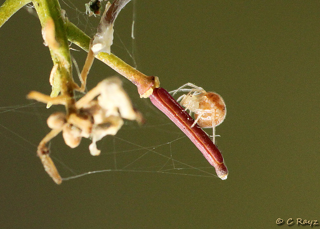 Patio Life: Tiny Spider