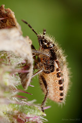Dolycoris baccarum (Hairy Shieldbug) nymph.