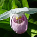 Pink or Showy lady's-slipper / Cypripedium reginae