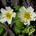 White Globe Flower / Trollius albiflorus laxus