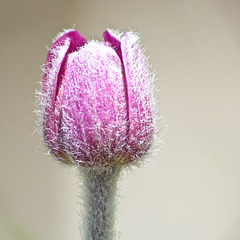 Windflower / Anemone multifida