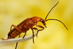 Soldier Beetle.