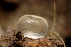 Snail Egg.