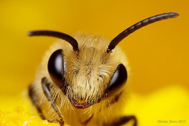 Bee, Colletes daviesanus.