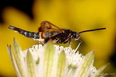 Clearwing Moth (Synanthedon myopaeformis)