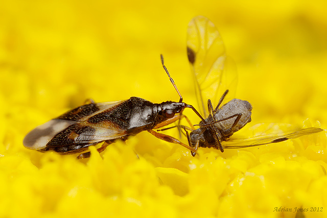 Flower Bug (Anthocoris nemorum) and Aphid Prey.