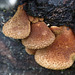 An early fungus