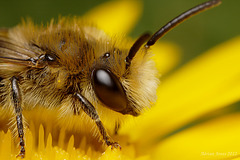 Bee, Colletes daviesanus.