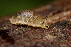 Fly larva, Lonchoptera sp. (Lonchopteridae).