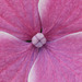 Pink Hydrangea