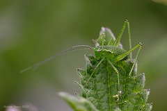 Speckled Bush Cricket Nymph.