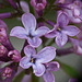 Lilac growing wild