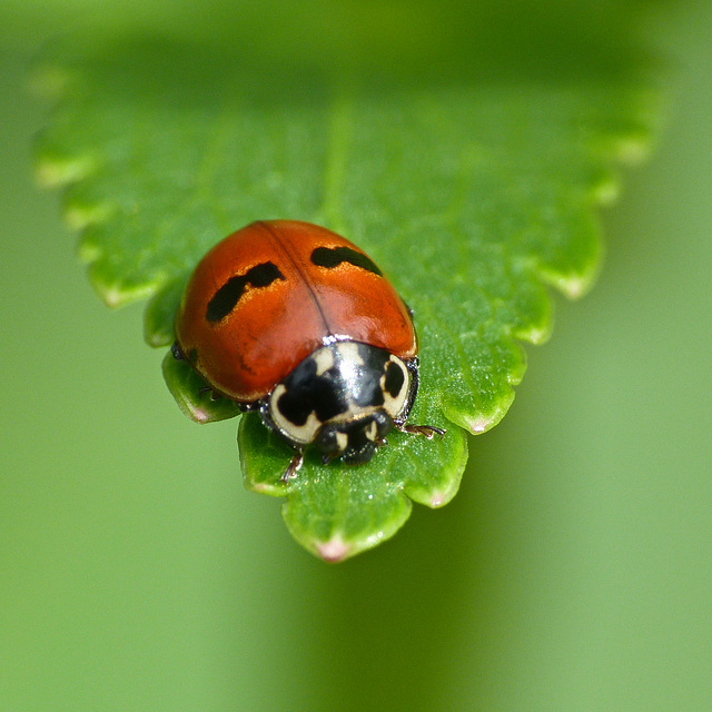 Two-spotted Ladybug