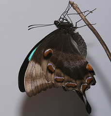 Papilio ulysses butterfly