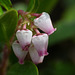 Common Bearberry / Arctostaphylos uva-ursi