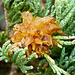 Cedar Apple Rust on Juniper
