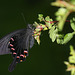 Papilio bianor thrasymedes