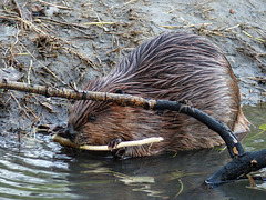 Supper time for a hungry young Beaver