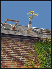 sunflower roof