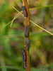 Beautiful Leafhoppers - Cuerna alpina