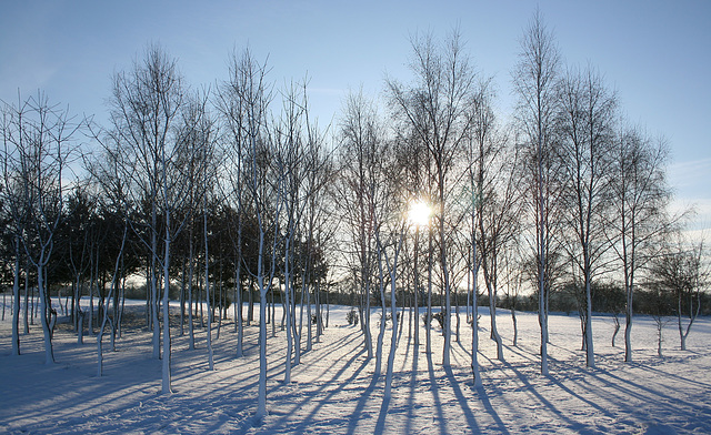 Silver Birch trees in the snow