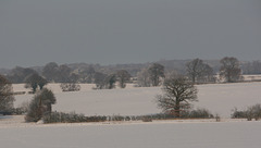Snowy fieldscape