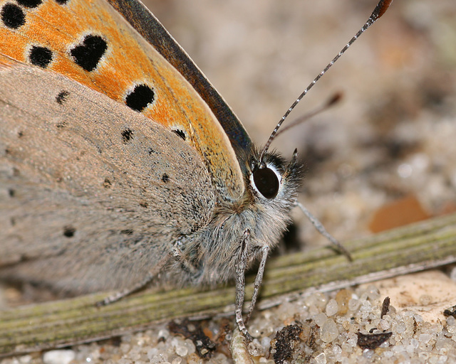 Small Copper (Lycaena phlaeas) butterfly
