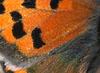 Small Copper (Lycaena phlaeas) butterfly wing detail