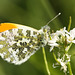 Orange Tip (Anthocharis cardamines) butterfly