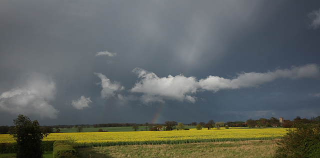 Oil seed rape field with stormy cloud and rainbow.